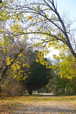 güzel sonbahar park