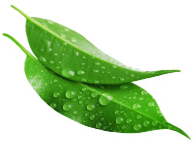Green leafs isolated on white