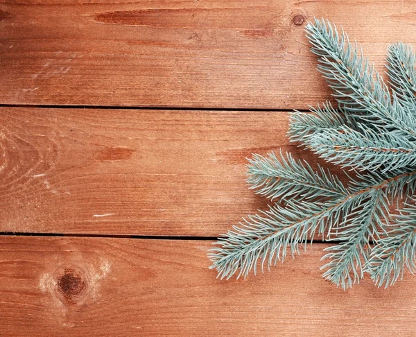 Green fir tree — Stock Photo, Image