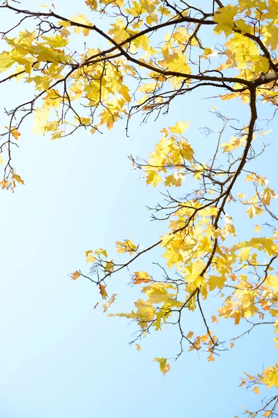 Jesienne drzewo gałązki — Zdjęcie stockowe