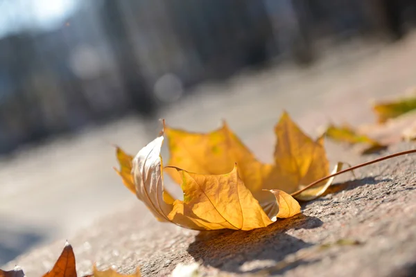 道路の紅葉 — ストック写真