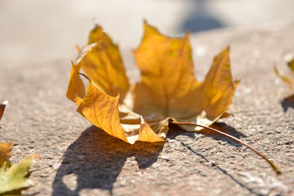 Lindas folhas de outono na estrada — Fotografia de Stock