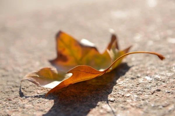 道路の紅葉 — ストック写真