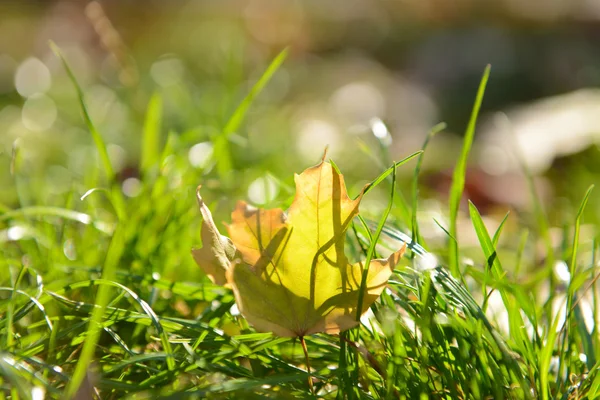 Güzel sonbahar yaprakları — Stok fotoğraf