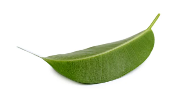 Färska gröna blad — Stockfoto