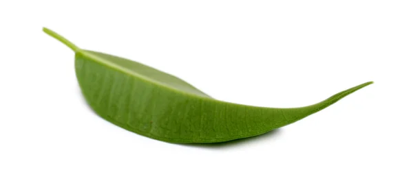 Νωπά πράσινα φύλλα — Φωτογραφία Αρχείου
