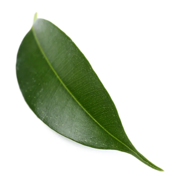 Fresh Green leaf — Stock Photo, Image