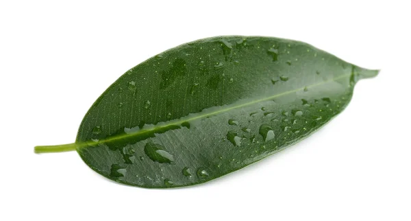 Fresh Green leaf — Stock Photo, Image