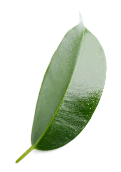 Hoja verde fresca — Foto de Stock