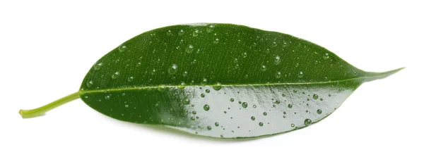 Fresh Green leaf — Stock Photo, Image