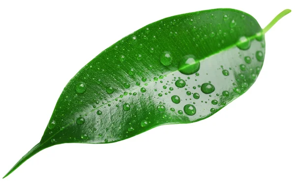 Fresh Green leaf — Stock Photo, Image