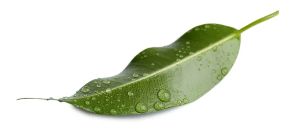 Fresh Green leaf — Stock Photo, Image