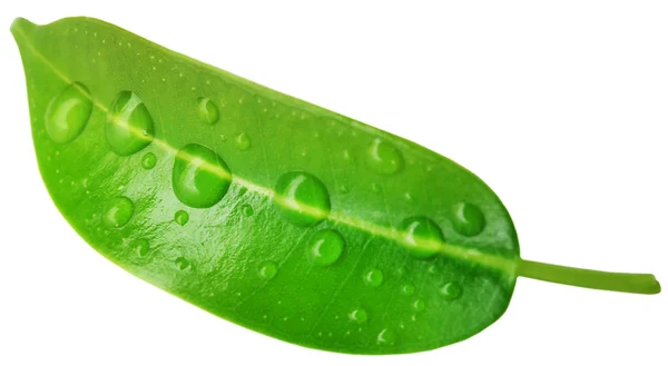 Свежий зелёный лист — стоковое фото