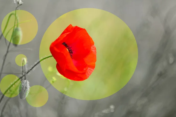 Poppy flower, outdoors — Stock Photo, Image