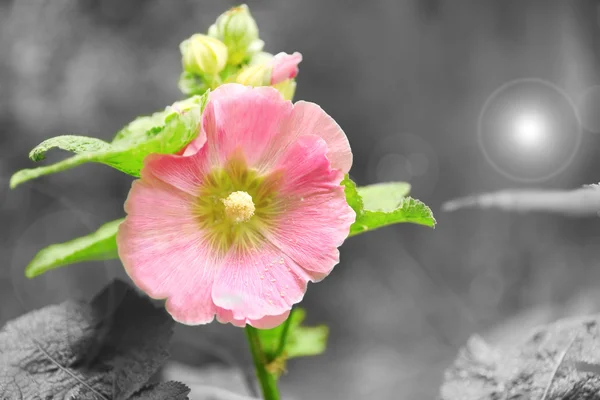 Bellissimo fiore in giardino — Foto Stock