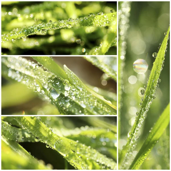 Nature collage. Makro gräset med vattendroppar — Stockfoto