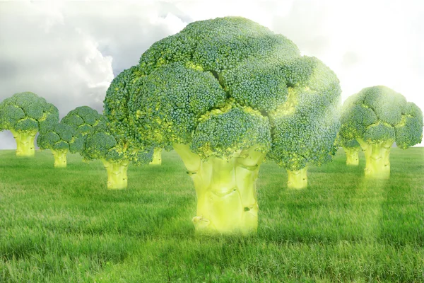 Brokoli ağaçlarının. Fantezi manzara — Stok fotoğraf