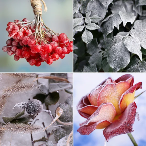 Collage of frozen plants on snow, close up — Stock Photo, Image