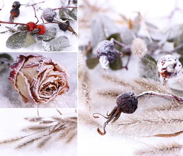 Collage de plantas congeladas en la nieve, de cerca — Foto de Stock