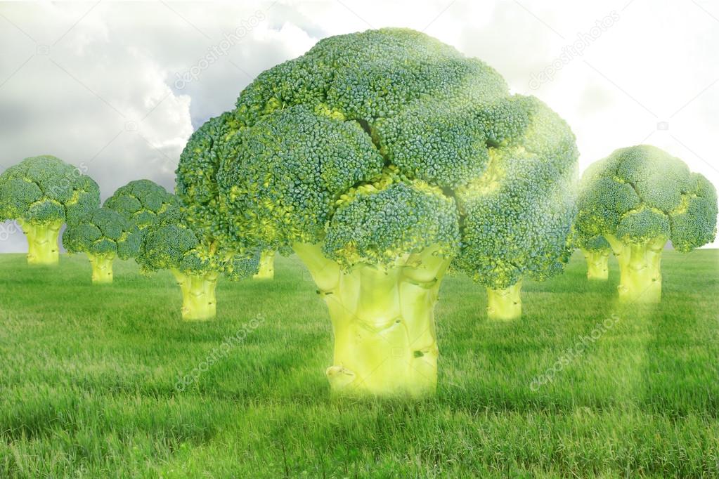 Trees of broccoli.Fantasy landscape
