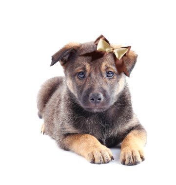 komik köpek yavrusu üzerinde beyaz izole