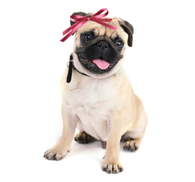 Komik, şirin ve oynak pug köpek üzerinde beyaz izole