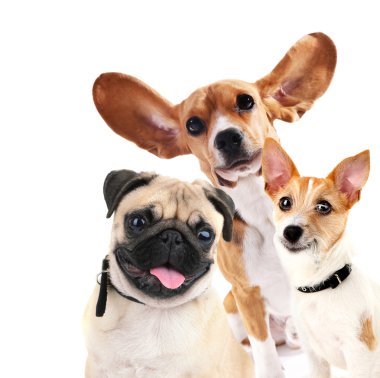 Komik köpekler üzerinde beyaz izole