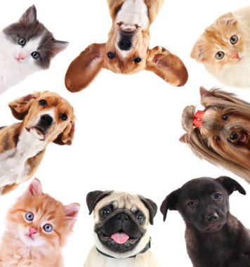 Collage of cute pets isolated on white clipart