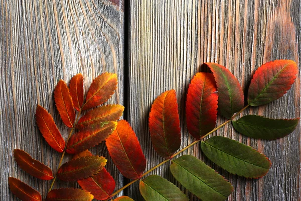 Autumn leaves on brown wooden background — Stock Photo, Image