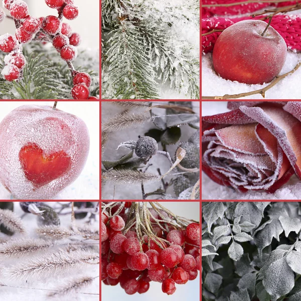 Collage gefrorener Pflanzen auf Schnee, Nahaufnahme — Stockfoto