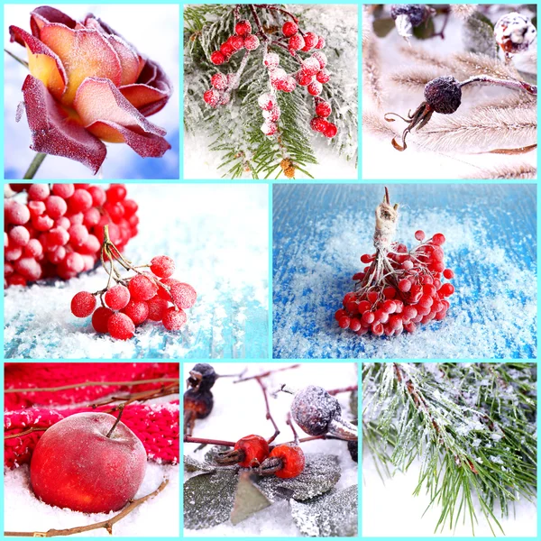 Collage of frozen plants on snow, close up — Stock Photo, Image