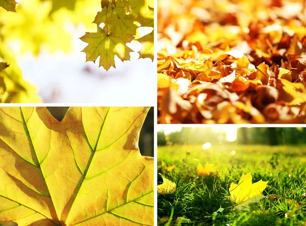 Collage de otoño —  Fotos de Stock