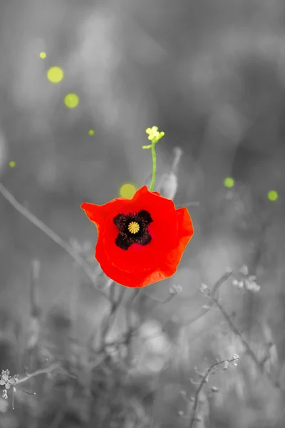 Červená Makový květ venku — Stock fotografie