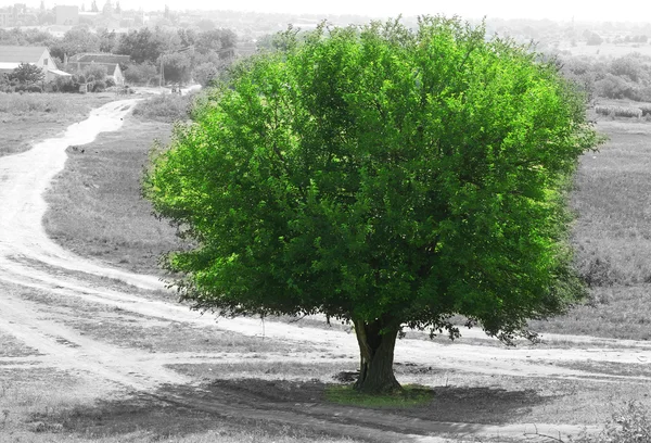 Grüner alter Baum im Freien — Stockfoto