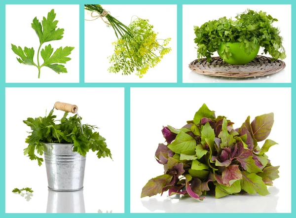 Fresh herbal collage — Stock Photo, Image