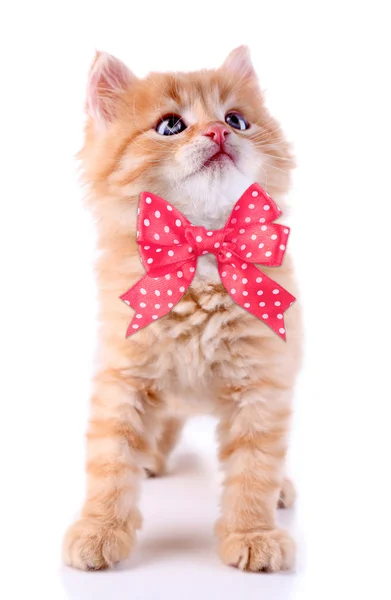 Cute little red kitten isolated on white — Stock Photo, Image