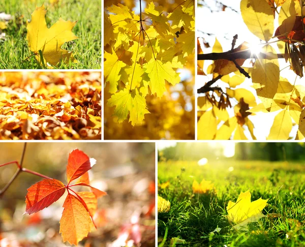 Collage de otoño —  Fotos de Stock