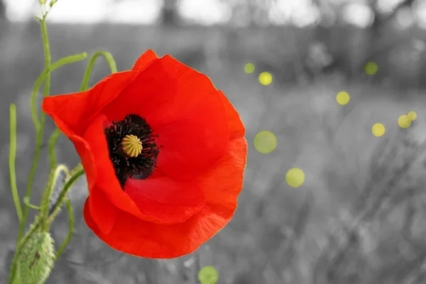 Red poppy flower outdoors — Stock Photo, Image