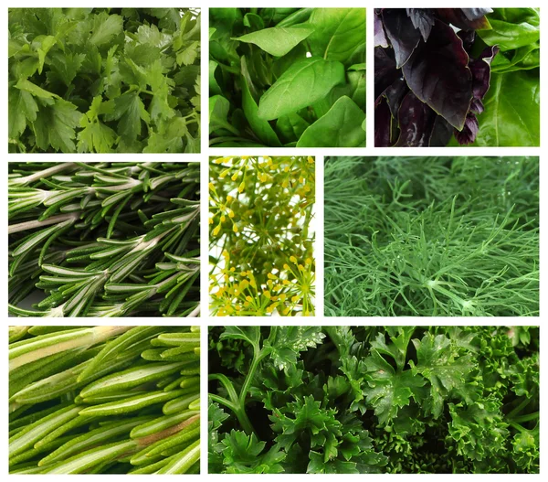 Collage de hierbas frescas — Foto de Stock