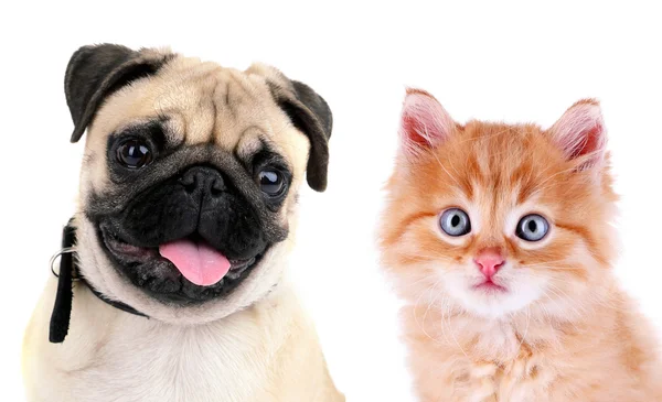 Grappige pug hond en kleine rode kitten geïsoleerd op wit — Stockfoto