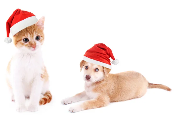Piccolo gattino e simpatico cucciolo Golden Retriever con Babbo Natale isolato su bianco — Foto Stock
