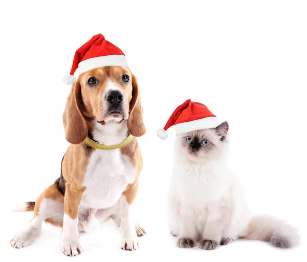 Кот и собака-журавль с Санта-Клаусом на белом — стоковое фото