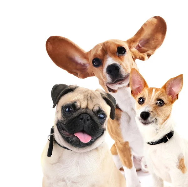 Funny dogs isolated on white — Stock Photo, Image