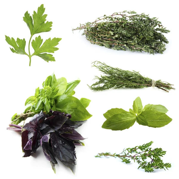 Fresh herbal collage — Stock Photo, Image