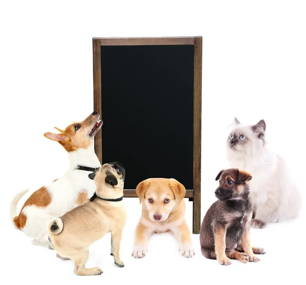 Симпатичные кошки и собаки с рекламной доской, изолированной на белом — стоковое фото