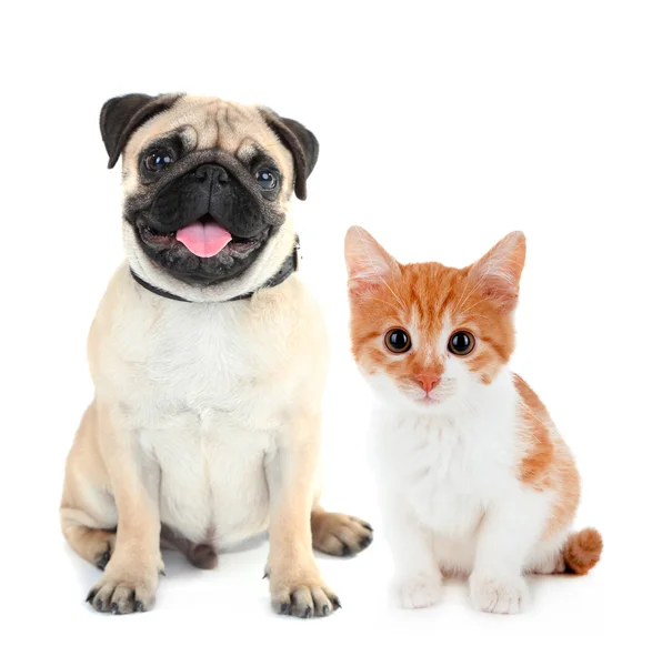 Rolig mops hunden och lilla röda kattungen isolerad på vit — Stockfoto