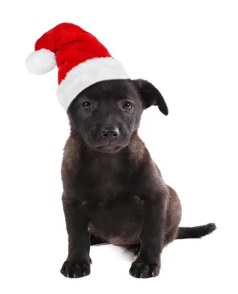 Noel Baba şapkalı beyaz izole komik köpek yavrusu — Stok fotoğraf