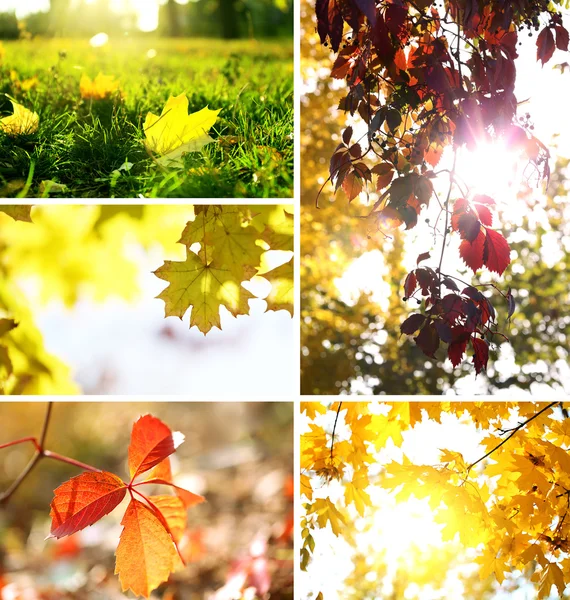 Autumn collage Stock Photo