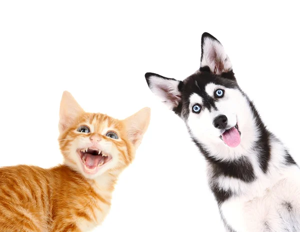 Маленький красный котенок и хаски щенок изолированы на белом — стоковое фото