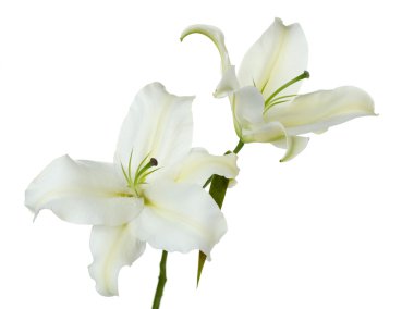 güzel zambak üzerinde beyaz izole